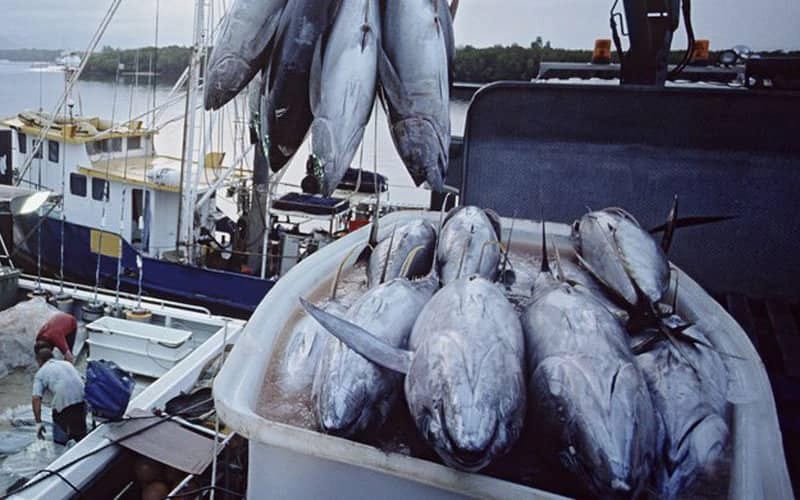 Seafood 4 Africa 2024 : Dakhla, carrefour de la pêche durable en Afrique