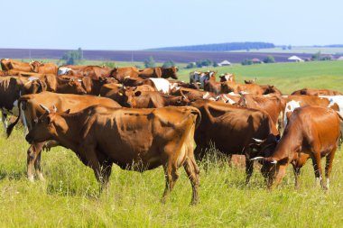 Zè : le maire GBANDE lance un ultimatum de 48 heures aux éleveurs de bœufs en situation irrégulière