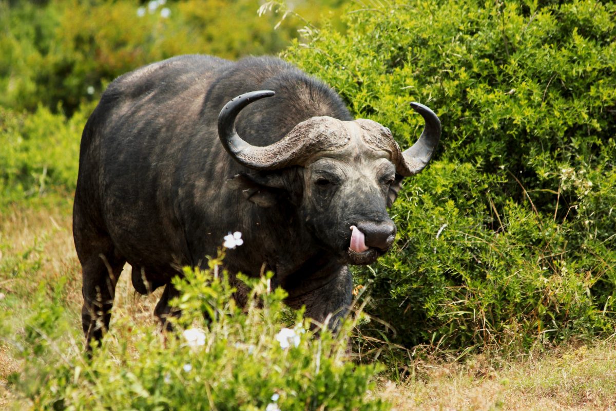 DJIDJA : Un buffle sauvage rôde près d’Agouna, les populations appelées à la vigilance